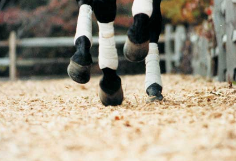 horse arena
