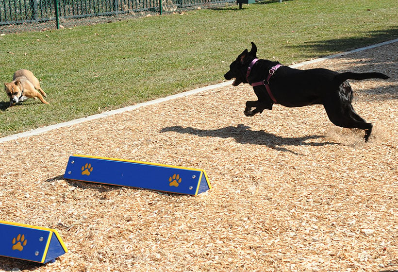 Hound Hurdles - Fort MacArthur EWF Dog Parks
