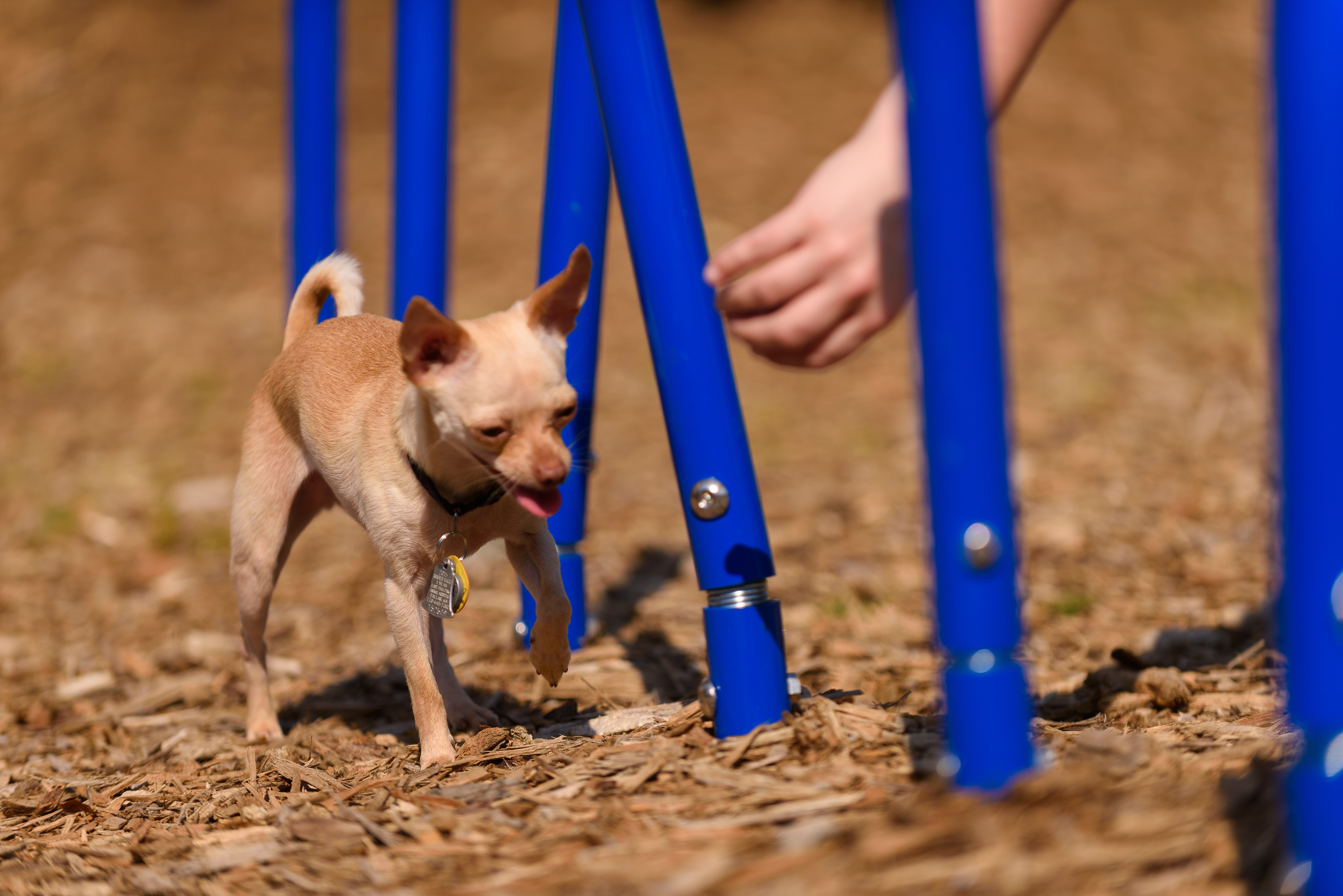 PBARK-460-Weave Posts-Playful-Lifestyle