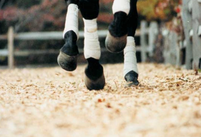 Importance of Good Horse Footing